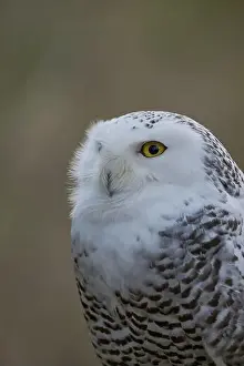 Owls Prints: Snowy owl (Bubo scandiacus) captive, Czech Republic, Europe