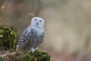 Owls Prints: Snowy owl (Bubo scandiacus) captive, Czech Republic, Europe