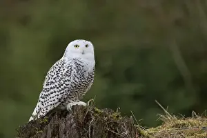 Owls Prints: Snowy owl (Bubo scandiacus) captive, Czech Republic, Europe