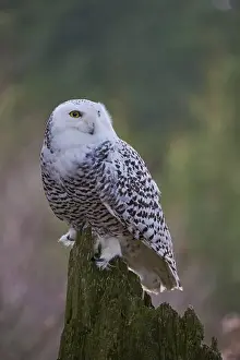 Owls Prints: Snowy owl (Bubo scandiacus) captive, Czech Republic, Europe