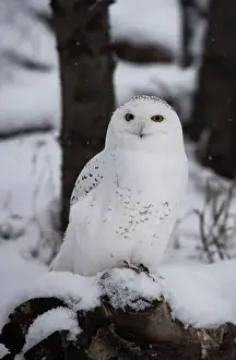 Snowy Owl Prints: Snowy Owl (Bubo scandiacus) perched on a log on the ground on a snowy day looking straight at the camera