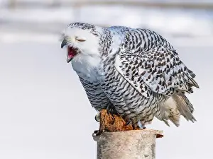 Snowy Owl Prints: Snowy owl (Bubo scandiacus) perching on a pole on a cold winter morning, Southern Ontario