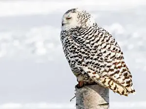 Snowy Owl Prints: Snowy owl (Bubo scandiacus) perching on a pole on a cold winter morning, Southern Ontario