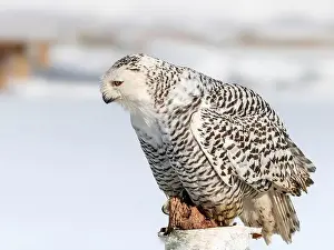 Snowy Owl Prints: Snowy owl (Bubo scandiacus) perching on a pole on a cold winter morning, Southern Ontario