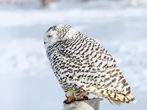 Snowy Owl Prints: Snowy owl (Bubo scandiacus) perching on a pole on a cold winter morning, Southern Ontario