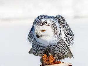 Snowy Owl Prints: Snowy owl (Bubo scandiacus) perching on a pole on a cold winter morning, Southern Ontario