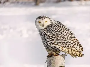 Snowy Owl Prints: Snowy owl (Bubo scandiacus) perching on a pole on a cold winter morning, Southern Ontario