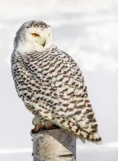 Snowy Owl Prints: Snowy owl (Bubo scandiacus) perching on a pole on a cold winter morning, Southern Ontario
