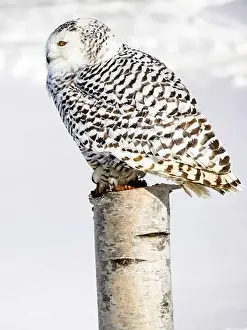Snowy Owl Prints: Snowy owl (Bubo scandiacus) perching on a pole on a cold winter morning, Southern Ontario