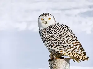 Snowy Owl Prints: Snowy owl (Bubo scandiacus) perching on a pole on a cold winter morning, Southern Ontario