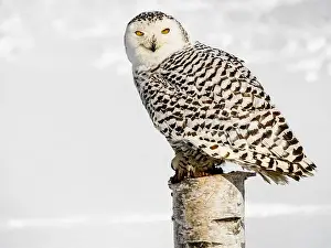 Snowy Owl Prints: Snowy owl (Bubo scandiacus) perching on a pole on a cold winter morning, Southern Ontario