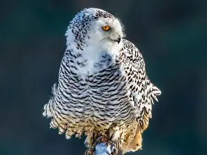 Snowy Owl Prints: Snowy owl (Bubo scandiacus) perching on a rotten fance post on a cold winter morning against dark foliage background