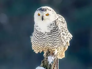 Snowy Owl Prints: Snowy owl (Bubo scandiacus) perching on a rotten fance post on a cold winter morning against dark foliage background