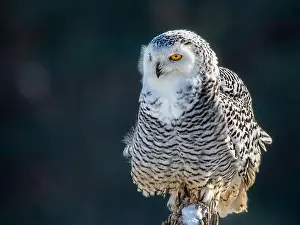 Snowy Owl Prints: Snowy owl (Bubo scandiacus) perching on a rotten fance post on a cold winter morning against dark foliage background