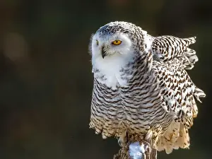 Snowy Owl Prints: Snowy owl (Bubo scandiacus) perching on a rotten fance post on a cold winter morning against dark foliage background