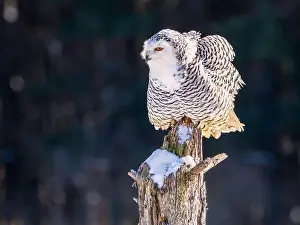 Snowy Owl Prints: Snowy owl (Bubo scandiacus) perching on a rotten ftree stumo on a cold winter morning against dark foliage background