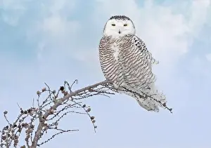 Snowy Owl Prints: Snowy Owl female with blue cloudscape sky on the background in Quebec, Canada