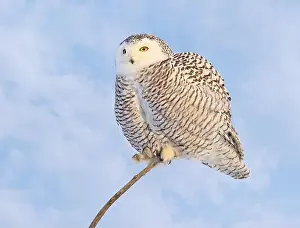 Snowy Owl Prints: Snowy Owl female with blue cloudscape sky on the background in Quebec, Canada