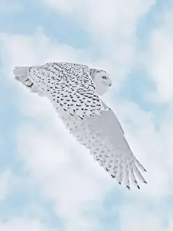 Snowy Owl Prints: Snowy Owl female flying on a mixed clouds and blue sky background in Quebec, Canada