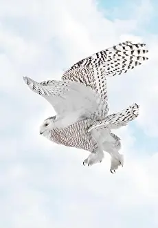Snowy Owl Prints: Snowy Owl female flying on a mixed clouds and blue sky background in Quebec, Canada