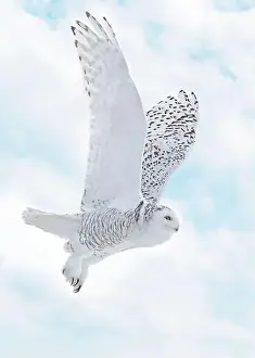 Snowy Owl Prints: Snowy Owl female flying on a mixed clouds and blue sky background in Quebec, Canada