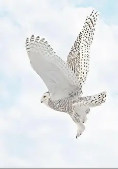 Snowy Owl Prints: Snowy Owl female flying on a mixed clouds and blue sky background in Quebec, Canada