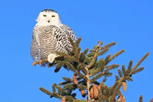 Snowy Owl Prints: Snowy Owl female perched in a pine with blue sky on the background in Quebec, Canada