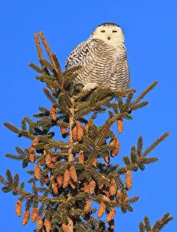 Snowy Owl Prints: Snowy Owl female perched in a pine with blue sky on the background in Quebec, Canada