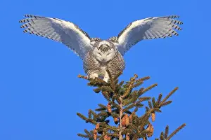 Snowy Owl Prints: Snowy Owl female perched in a pine with blue sky on the background in Quebec, Canada