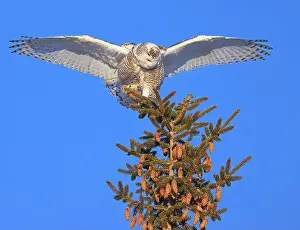 Snowy Owl Prints: Snowy Owl female perched in a pine with blue sky on the background in Quebec, Canada