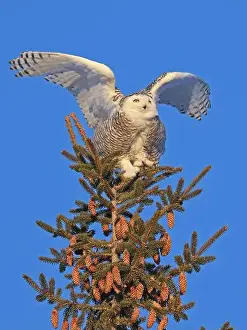 Snowy Owl Prints: Snowy Owl female perched in a pine with blue sky on the background in Quebec, Canada