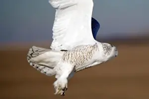 Gliding Prints: Snowy owl flies low to the ground with its wings spread out