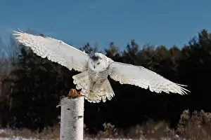 Snowy Owl Prints: Snowy owl in flight with wings outstretched, perched on a white post