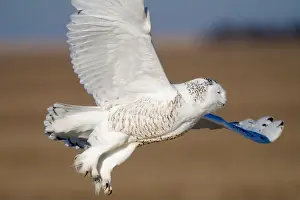 Animals Hunting Prints: Snowy owl glides gracefully over an open field