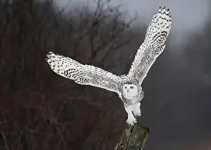Snowy Owl Prints: Snowy owl landing gracefully on a post after spreading its wings mid-flight