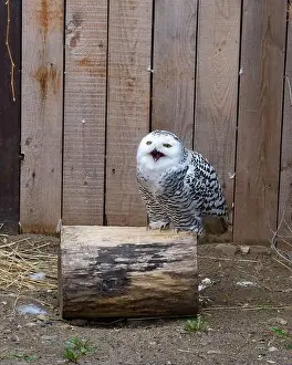 Artic Prints: The Snowy owl opened its beak. The Snowy owl lives in a zoo