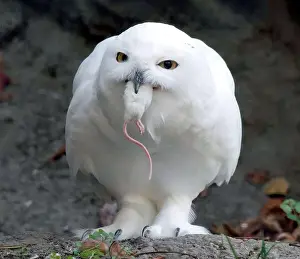 Strigidae Prints: Snowy owl, polar owl, white owl