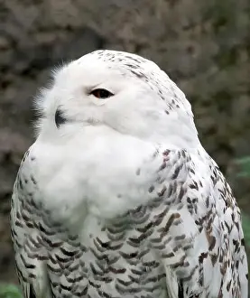 Snowy Owl Prints: Snowy owl, polar owl, white owl