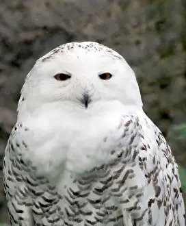 Snowy Owl Prints: Snowy owl, polar owl, white owl