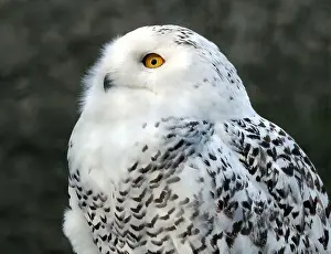 Snowy Owl Prints: Snowy owl, polar owl, white owl