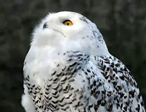 Snowy Owl Prints: Snowy owl, polar owl, white owl