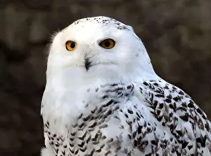 Snowy Owl Prints: Snowy owl, polar owl, white owl