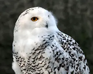 Snowy Owl Prints: Snowy owl, polar owl, white owl