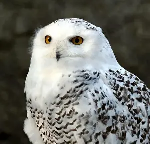 Snowy Owl Prints: Snowy owl, polar owl, white owl