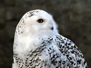 Snowy Owl Prints: Snowy owl, polar owl, white owl