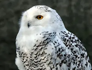 Snowy Owl Prints: Snowy owl, polar owl, white owl