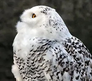 Snowy Owl Prints: Snowy owl, polar owl, white owl