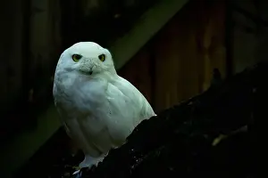 Eagle Owl Prints: Snowy owl sits on the ground looking straight into the camera