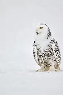 Captive Animal Prints: Snowy owl in the snow (Bubo scandiacus) captive, Czech Republic, Europe