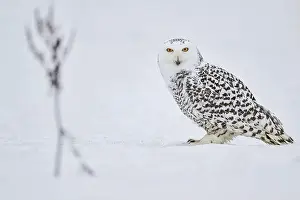 Owls Prints: Snowy owl in the snow (Bubo scandiacus) captive, Czech Republic, Europe